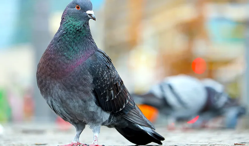 Bird Control Service