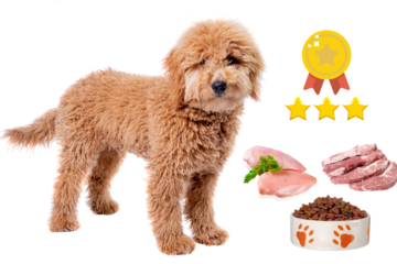 Your Doodle