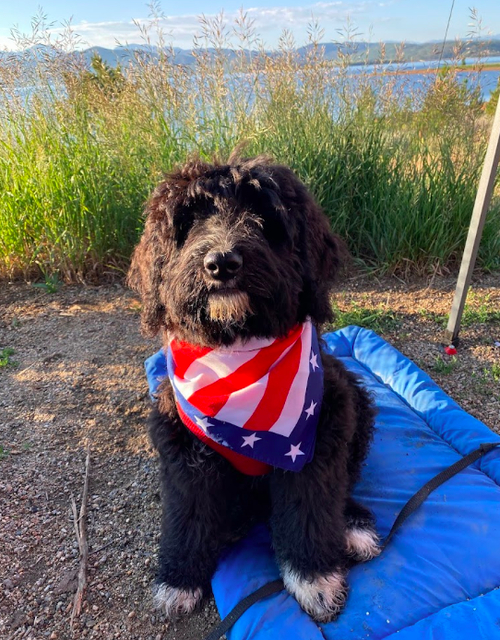 Guardian Breeding Program