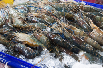 Fresh Frozen Prawns