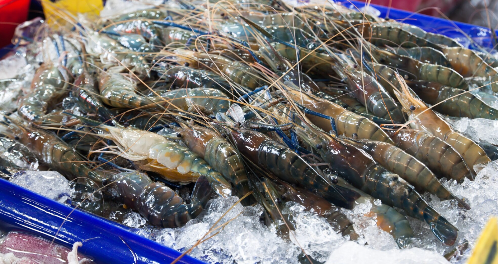Fresh Frozen Prawns
