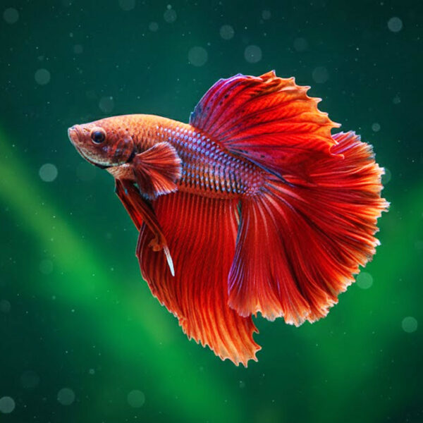 Discover the Fascinating World of Wild Bettas: Survival, Behavior, and Habitat