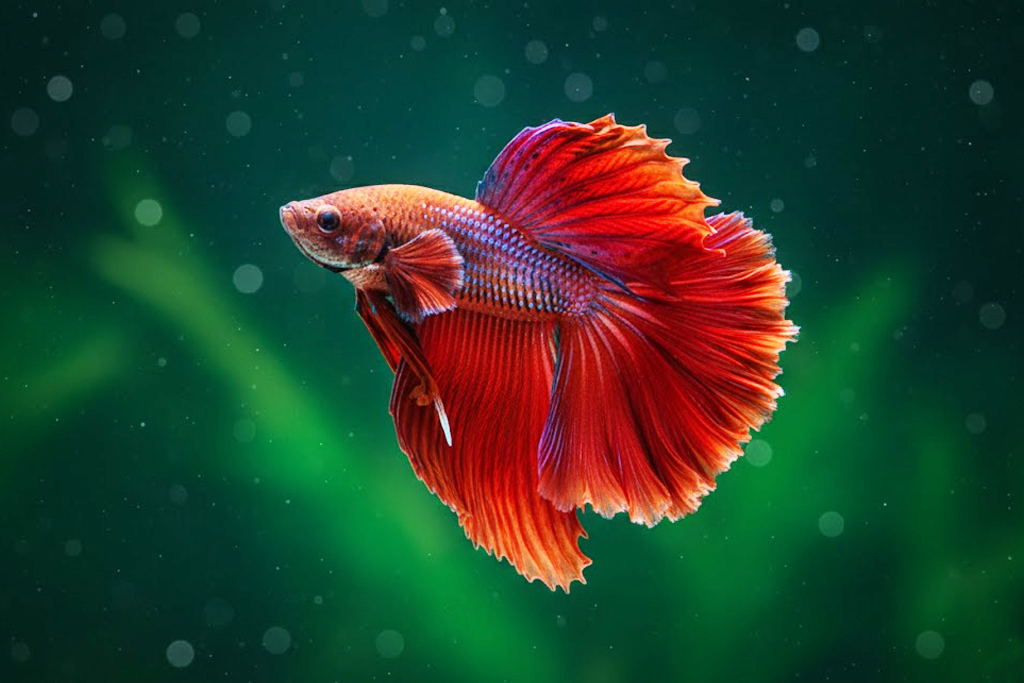 Discover the Fascinating World of Wild Bettas: Survival, Behavior, and Habitat