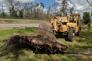 Remove Tree Stumps