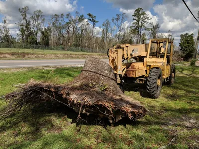 Remove Tree Stumps