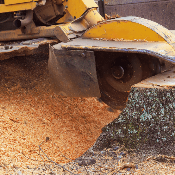How Stump Grinding Is Shaping Healthier Landscapes in Jackson, MS