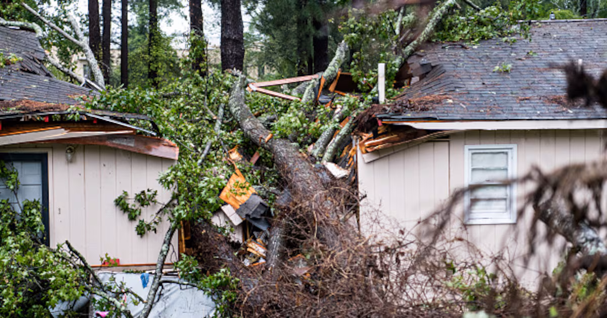How Storm Seasons Affect Tree Health and Safety in Jacksonville, FL