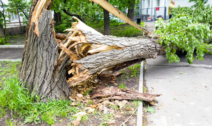 How Storm Season Impacts Tree Health and Safety in Jacksonville, FL