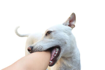 Dog Bite