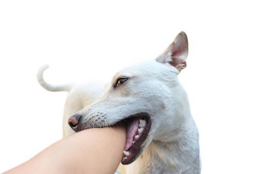 Dog Bite