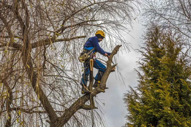 Top 5 Tree Service Companies in Burlington, Wisconsin