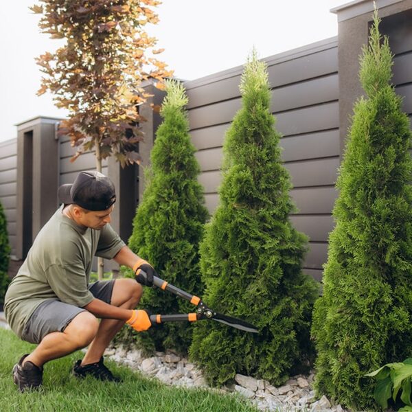 Strategic Tree Care: Enhancing Property Value and Landscape Health in Columbus, OH
