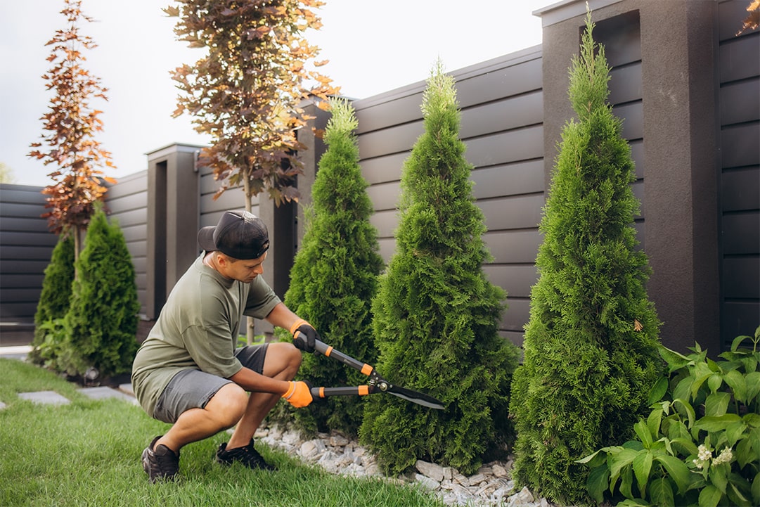 Strategic Tree Care
