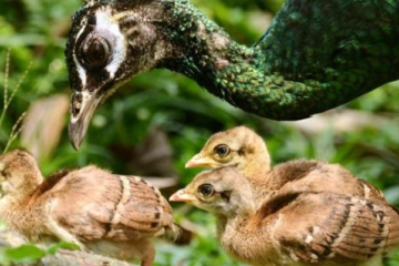Baby Peacocks