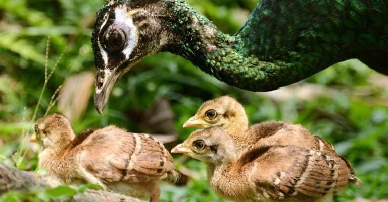 Baby Peacocks