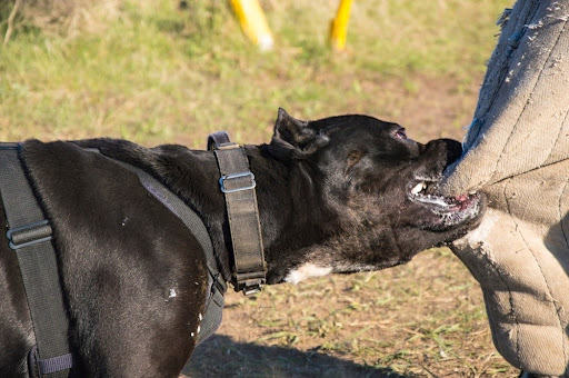 Dog Bite