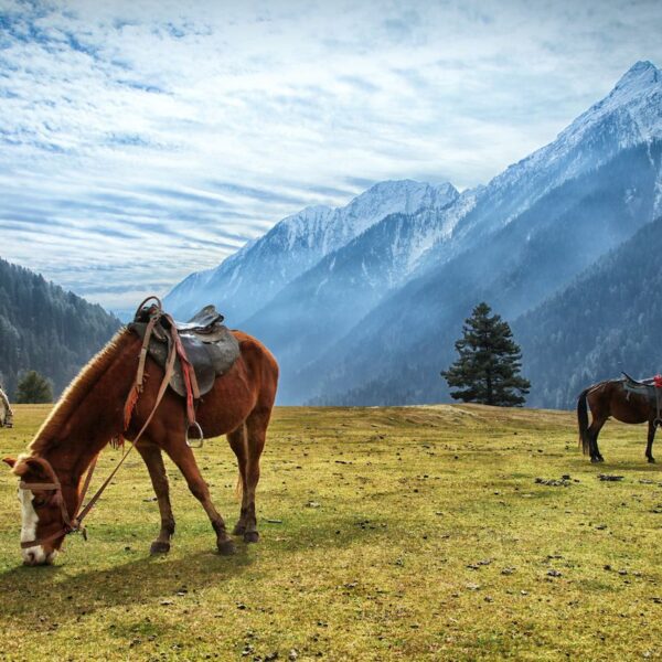 Discover the Best North Indian Escapes for Every Traveler