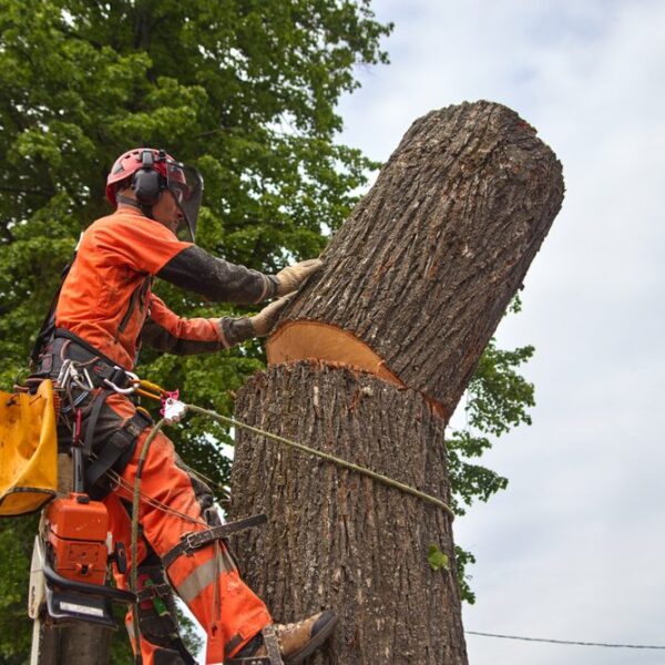 Livonia Tree Care Guide: Best Practices for Healthy Urban Trees