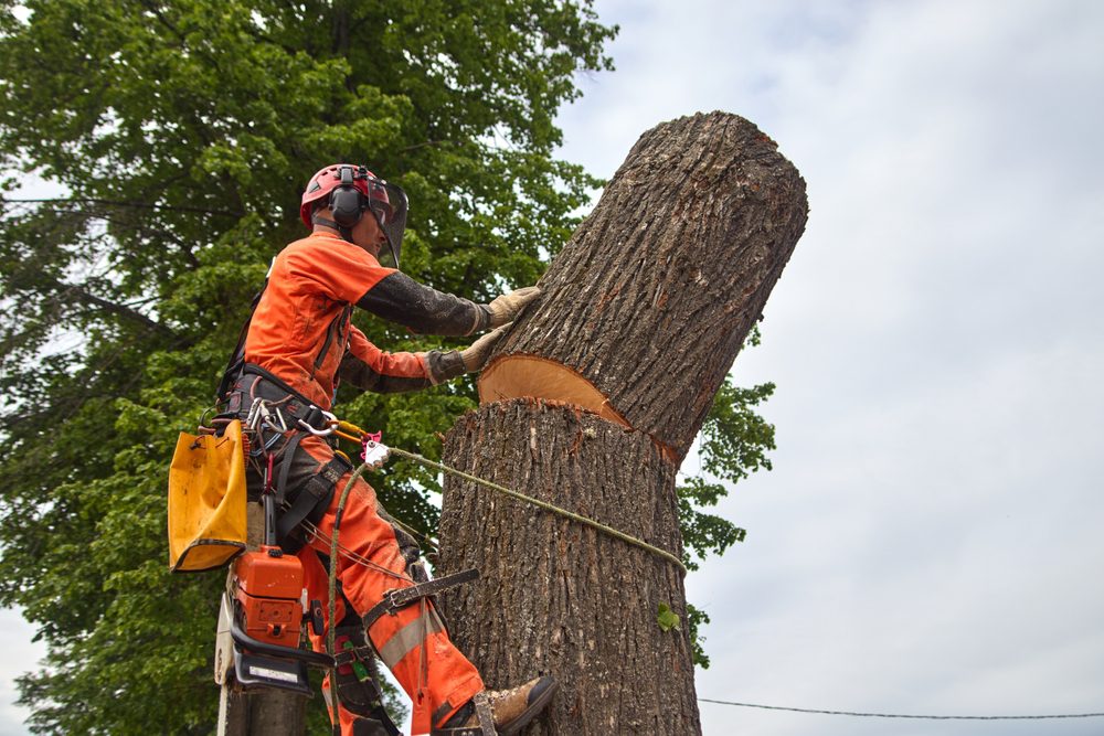 Tree Care