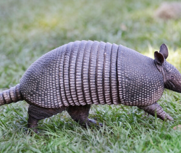 Signs That Armadillos Are Causing the Holes in Your Yard