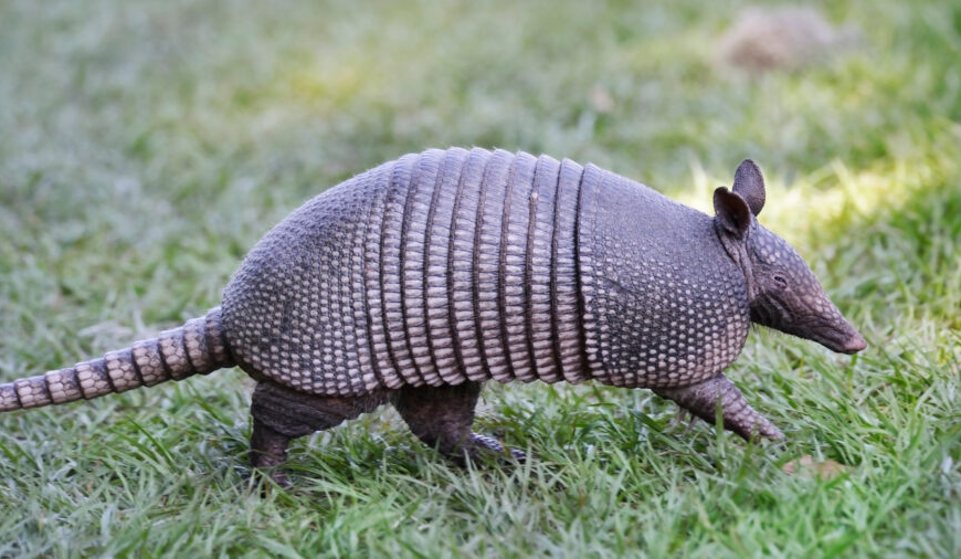 Signs That Armadillos Are Causing the Holes in Your Yard