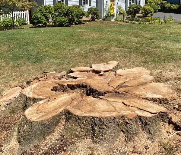 Why Tree Stumps Should Be Removed Before Landscaping a Yard