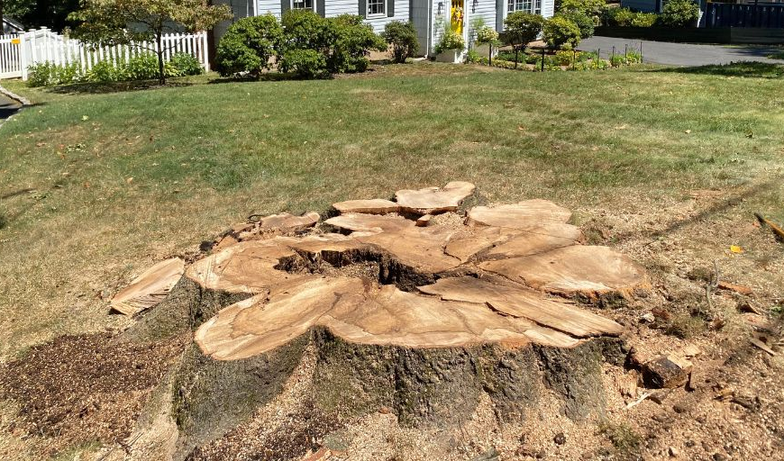 Why Tree Stumps Should Be Removed Before Landscaping a Yard