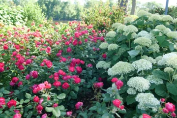 Hydrangeas and Roses
