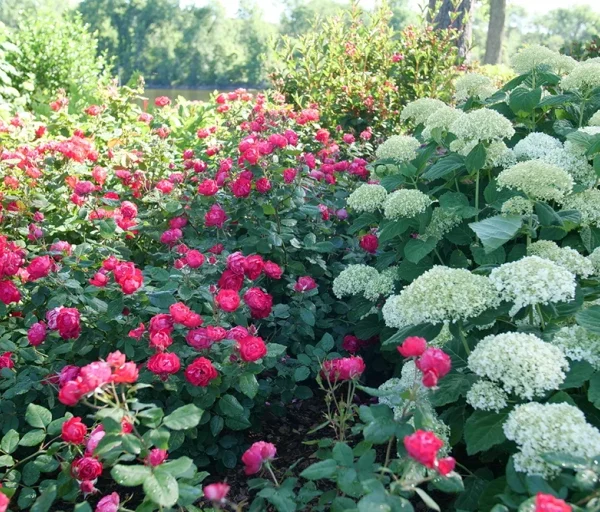 Hydrangeas vs Roses: Which Plant Do Deer Eat More Frequently?