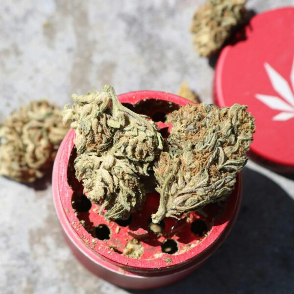 Why Every Cannabis Enthusiast Visits the Best Santa Ana Dispensary